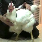 House chicken wearing a Hen Holster