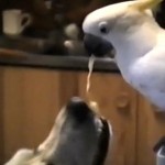 Bird feeding a dog spaghetti