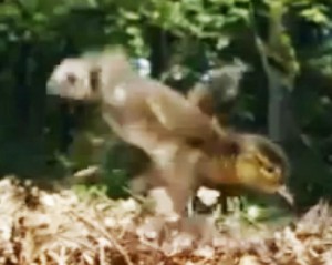 duckling falling into leaves on the ground