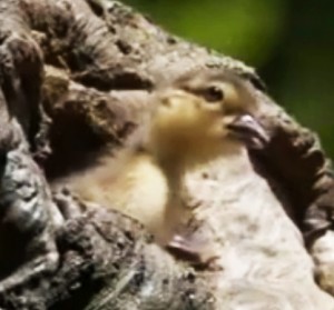 yellow and brown duckling peering out of hole in a tree trunk