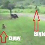 Zippy and Bigfoot