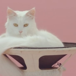 Kitty cats team up in the minimalsitic music video