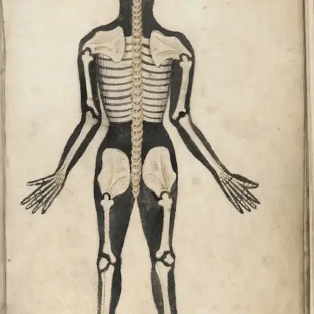 Anatomical Illustration of a skeleton from Mid 15th century England