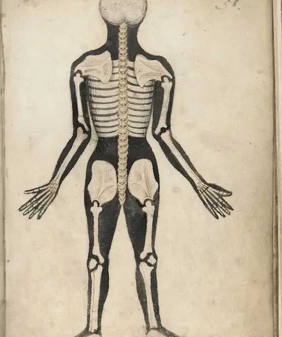 Anatomical Illustration of a skeleton from Mid 15th century England