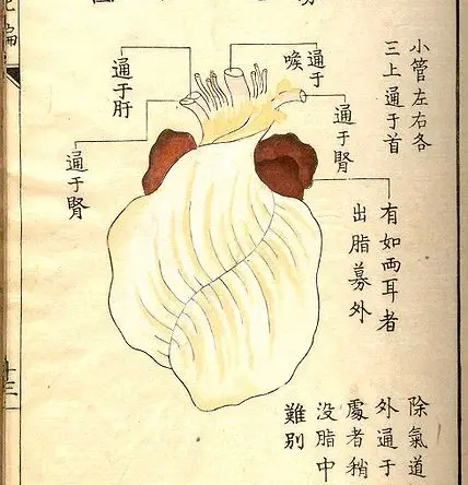 Anatomical drawing of the human heart from a Japanese text