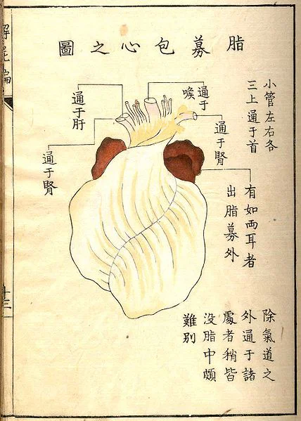 Anatomical drawing of the human heart from a Japanese text