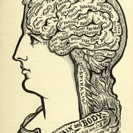 Line drawing diagram of the brain from Book of Life 1898