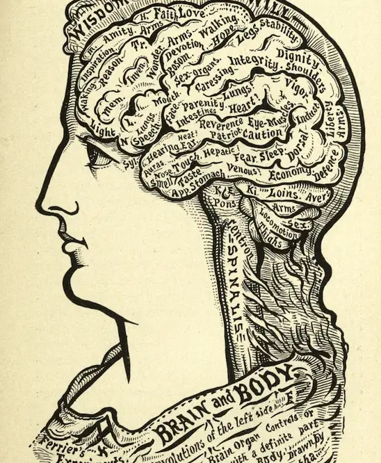 Line drawing diagram of the brain from Book of Life 1898